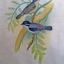 Image of Himalayan Shrike-babbler
