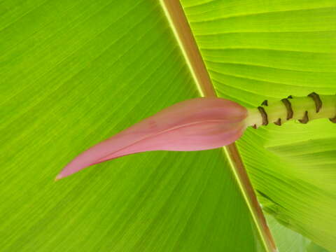 Image of Musa ornata Roxb.