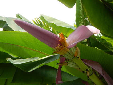 Image of Musa ornata Roxb.