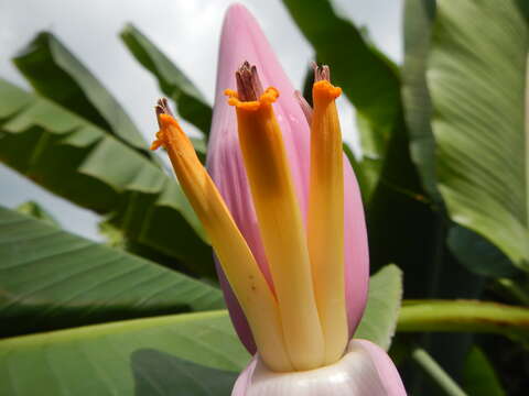 Image of Musa ornata Roxb.