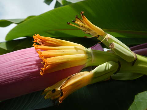 Image of Musa ornata Roxb.