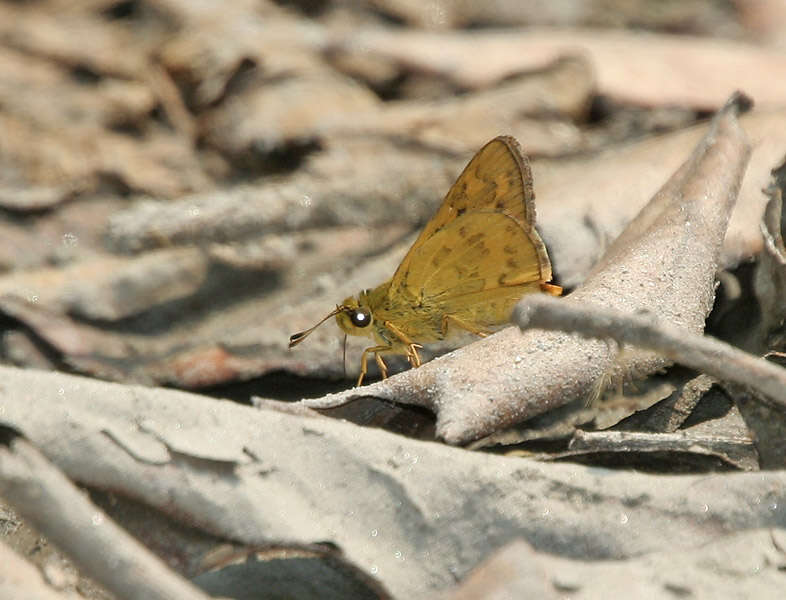 Image of Telicota bambusae