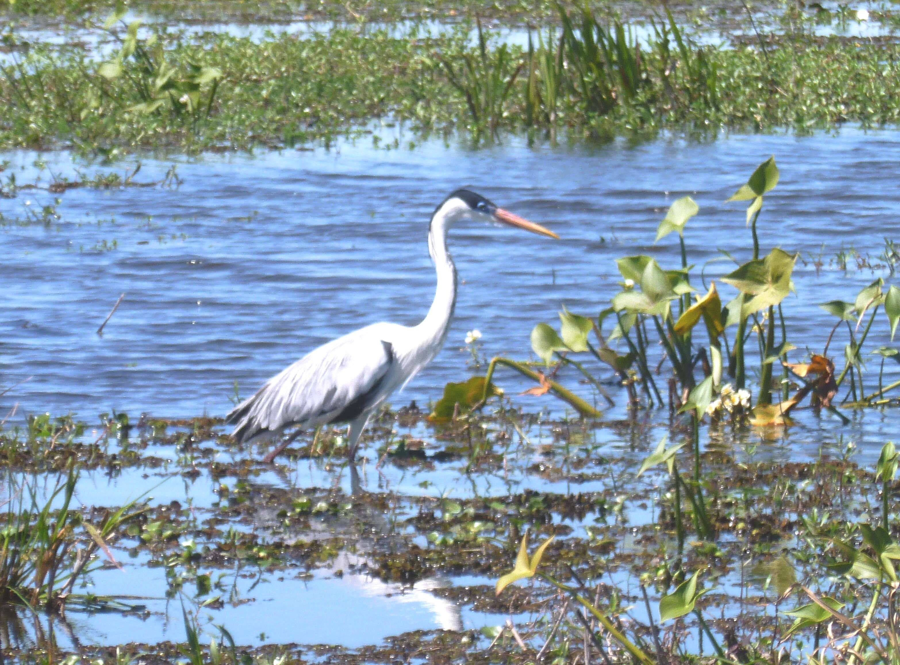 Image of Cocoi Heron