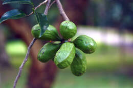 Image of Xylopia nigricans Hook. fil. & Thomson