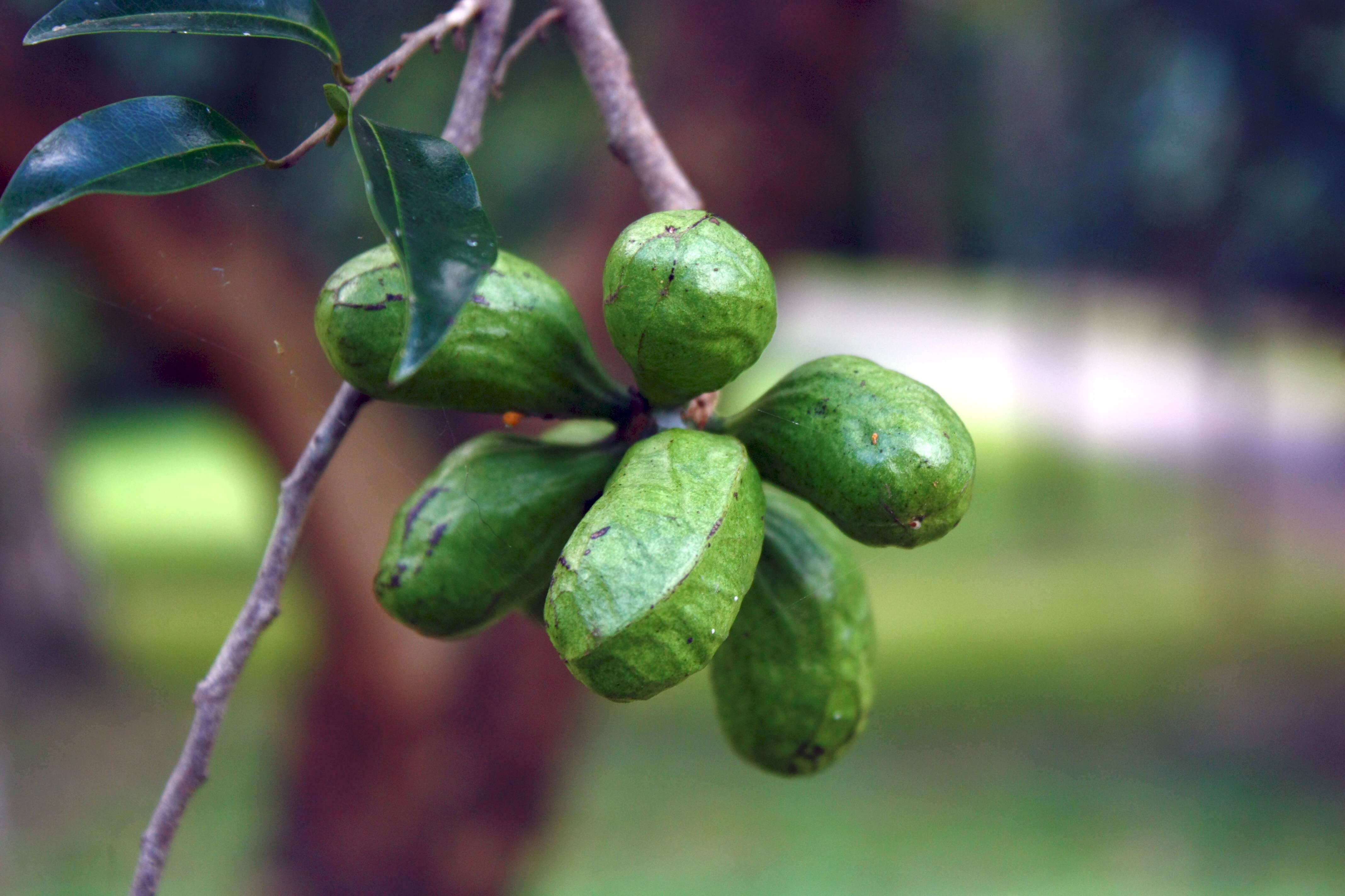 Image of Xylopia nigricans Hook. fil. & Thomson