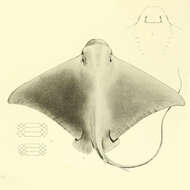 Image of Peruvian Eagle Ray