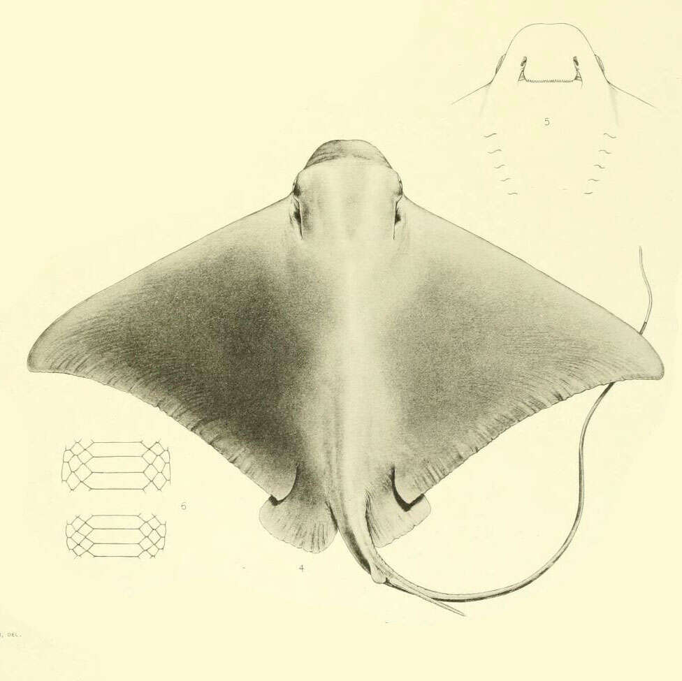 Plancia ëd Myliobatis peruvianus Garman 1913