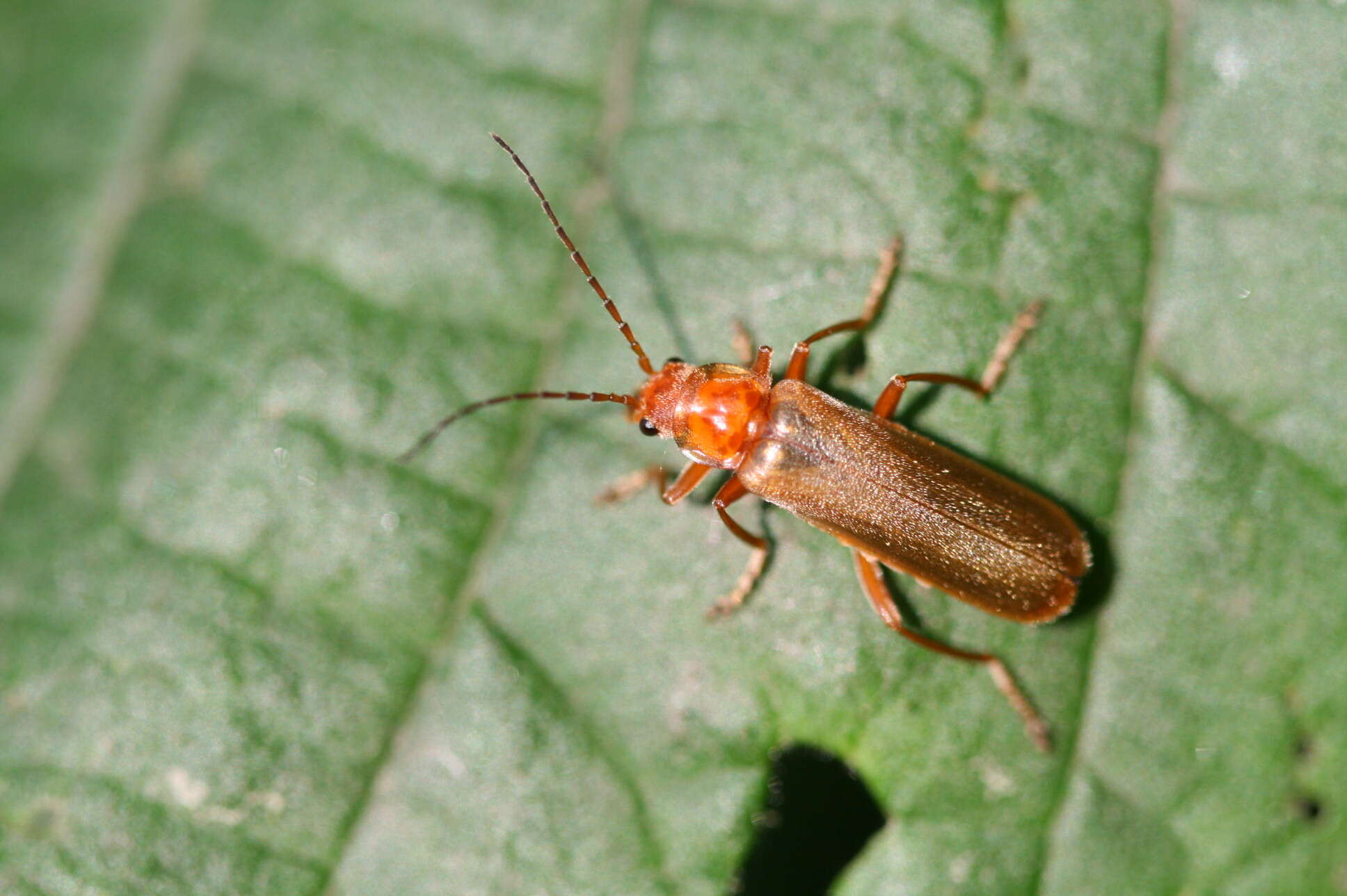 Image de Cantharis rufa