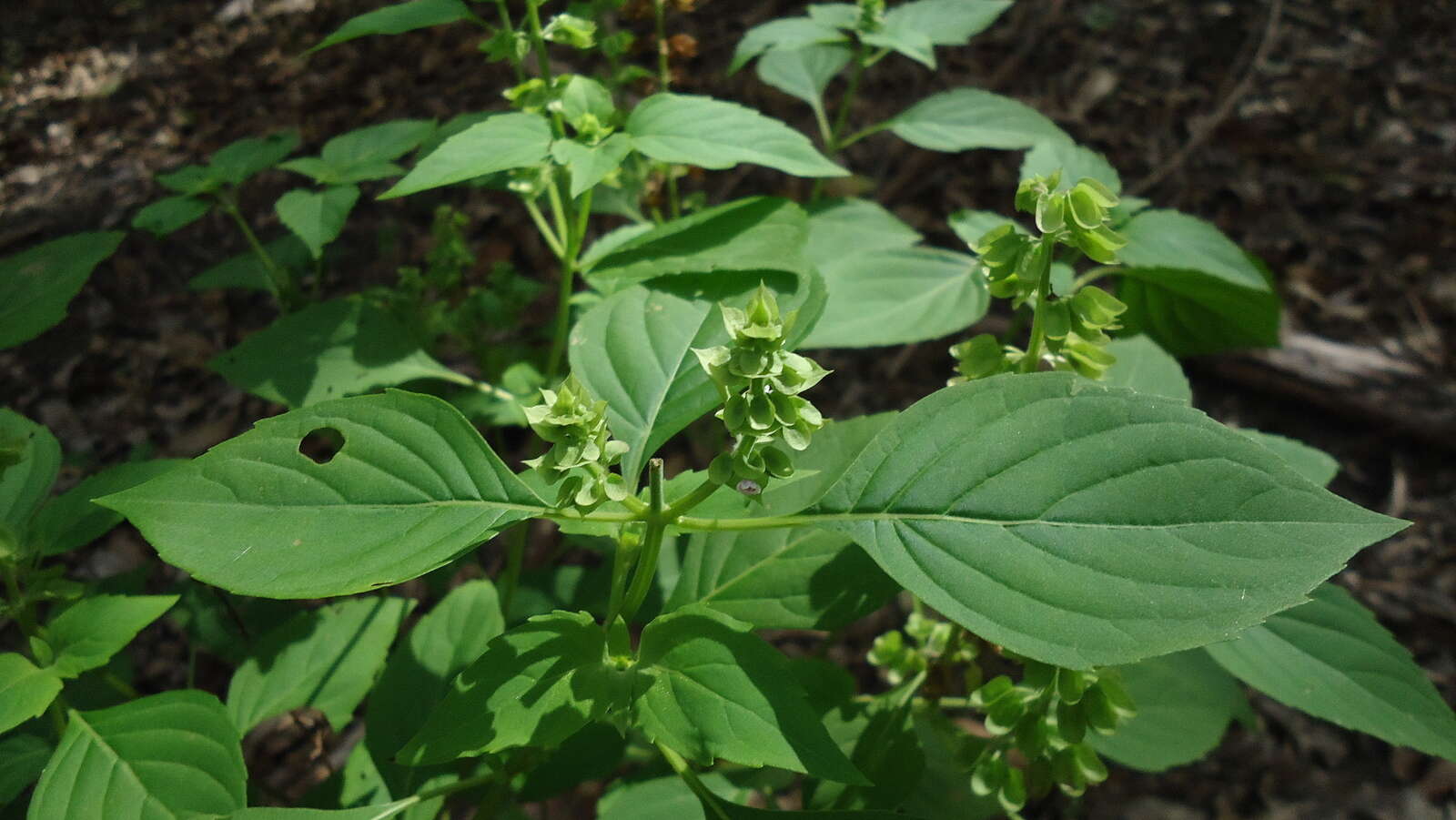 Слика од Ocimum campechianum Mill.