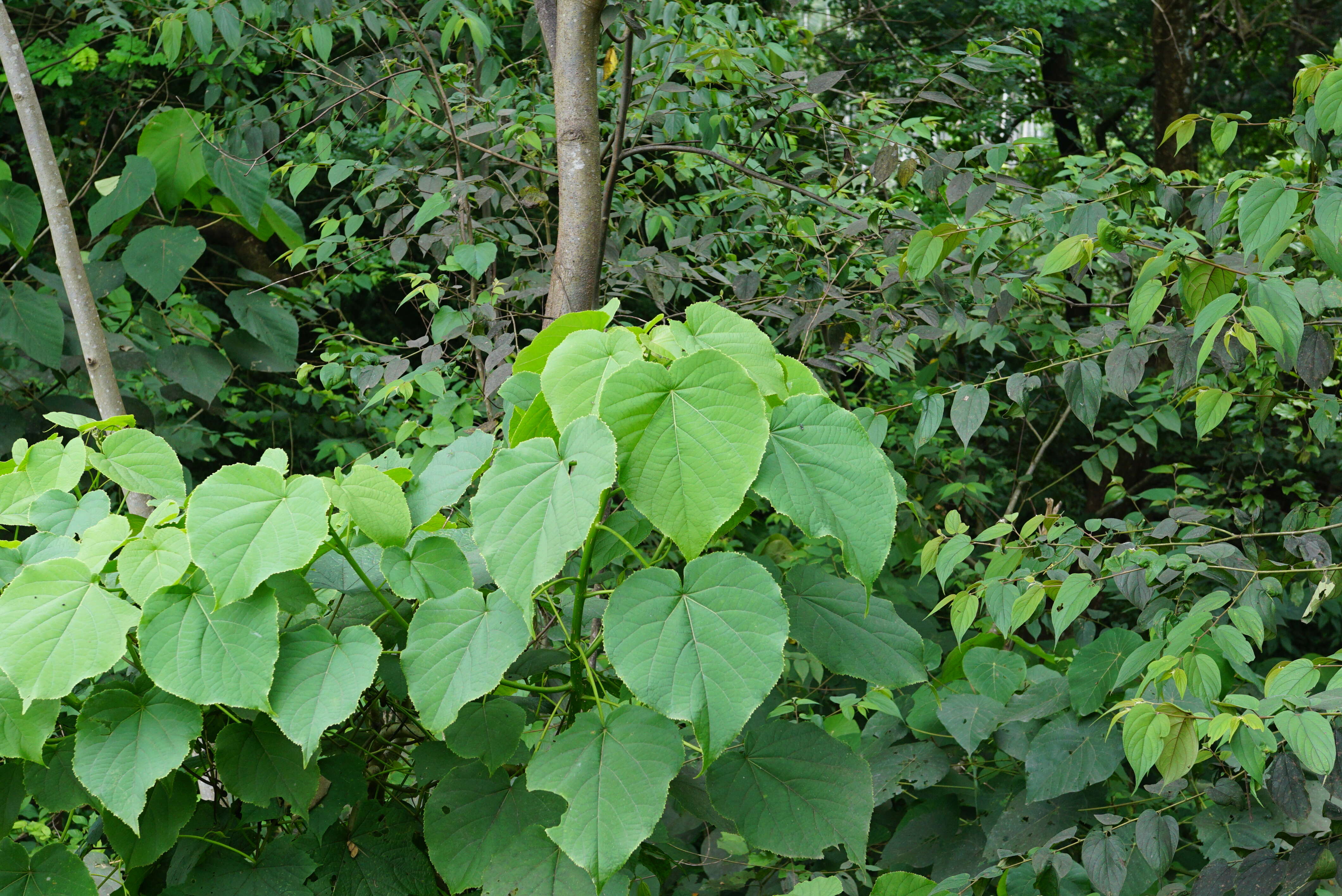 Image of Macaranga peltata (Roxb.) Müll. Arg.