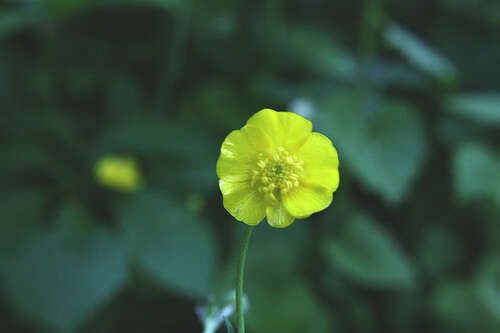 Ranunculus hispidus Michx.的圖片