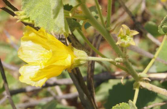 Image de Abutilon otocarpum F. Müll.