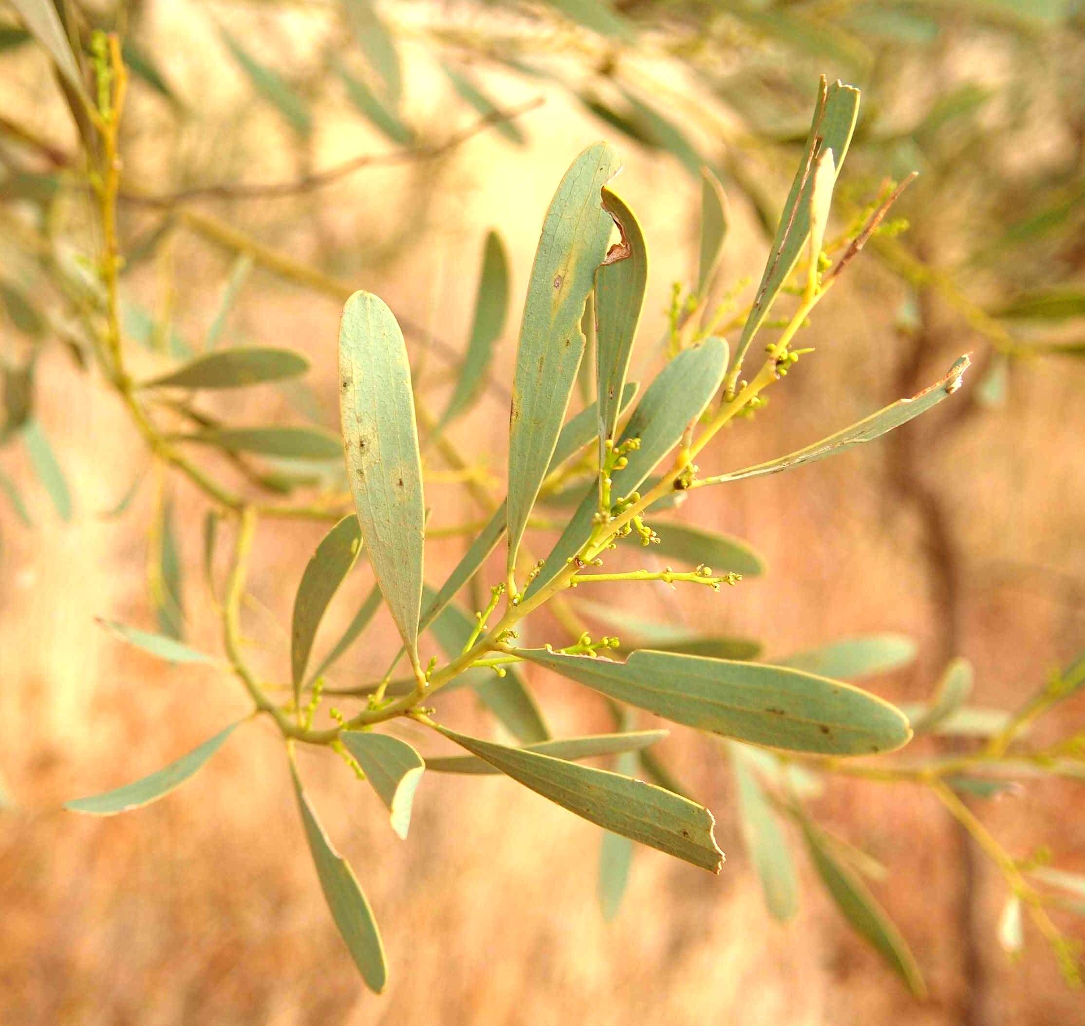 Image of Acacia hemignosta F. Muell.