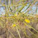 Image of Acacia ancistrocarpa Maiden & Blakely