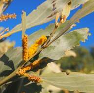 Image of Acacia colei Maslin & L. A. J. Thomson