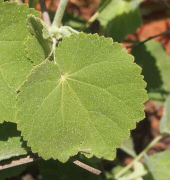 Image de Abutilon otocarpum F. Müll.