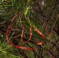 Image of Acacia chisholmii F. M. Bailey