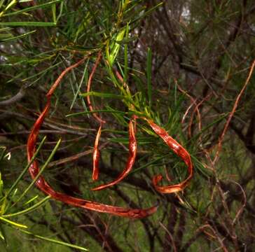 Image of Acacia chisholmii F. M. Bailey