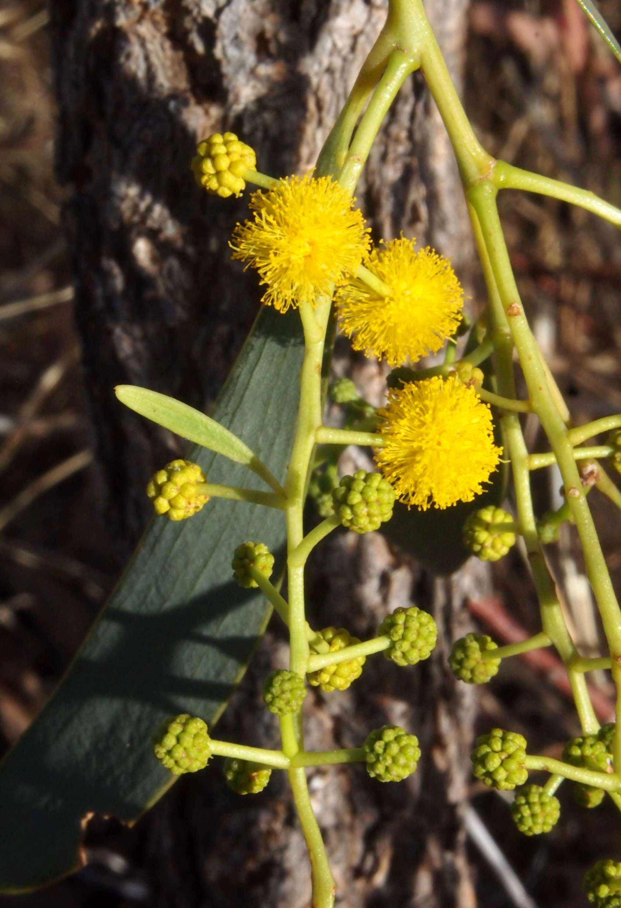 Image of Acacia hemignosta F. Muell.