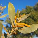 Sivun Acacia colei Maslin & L. A. J. Thomson kuva