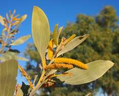 Plancia ëd Acacia colei Maslin & L. A. J. Thomson