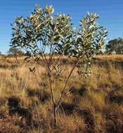 Image of Acacia colei Maslin & L. A. J. Thomson