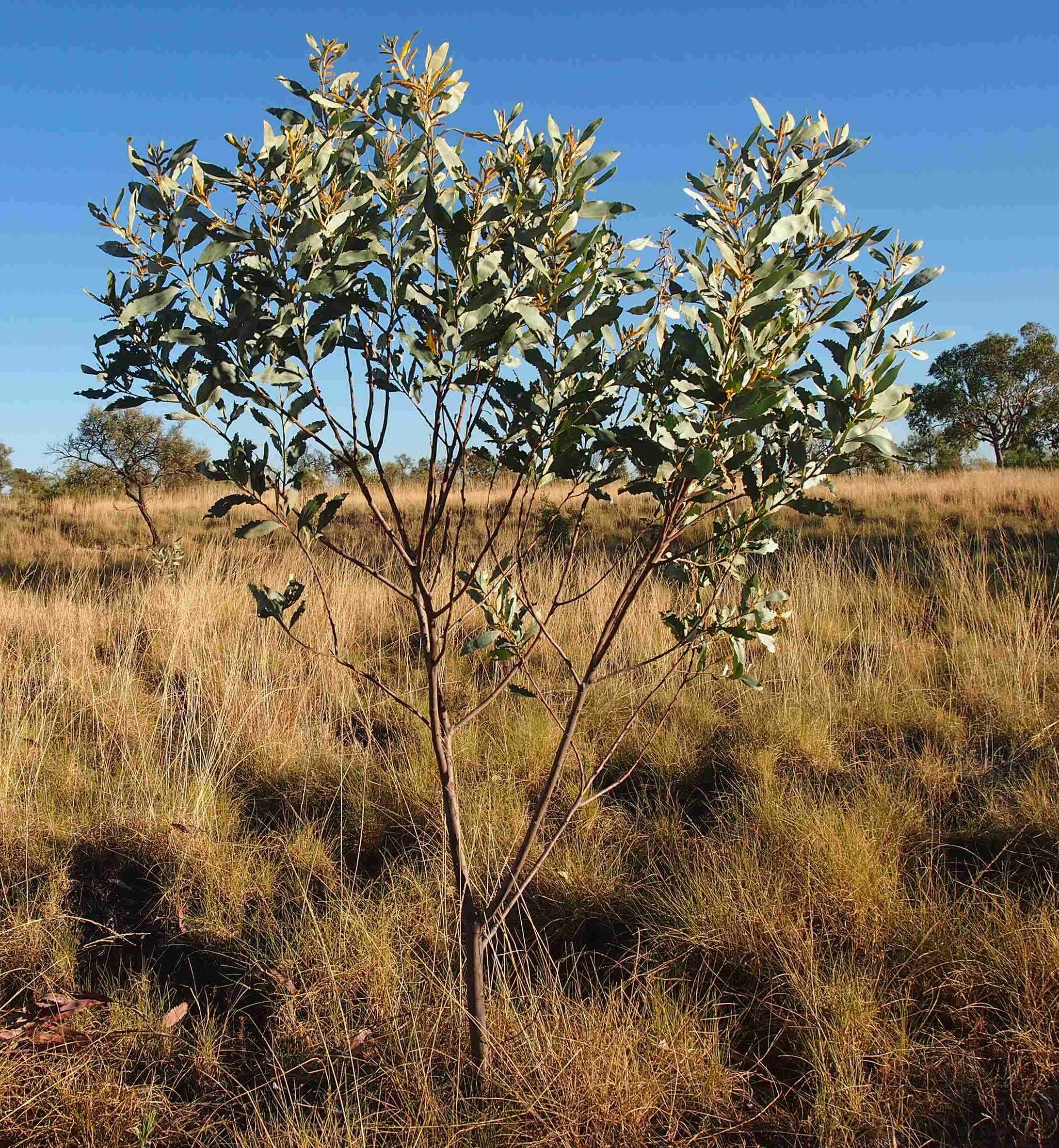 Plancia ëd Acacia colei Maslin & L. A. J. Thomson