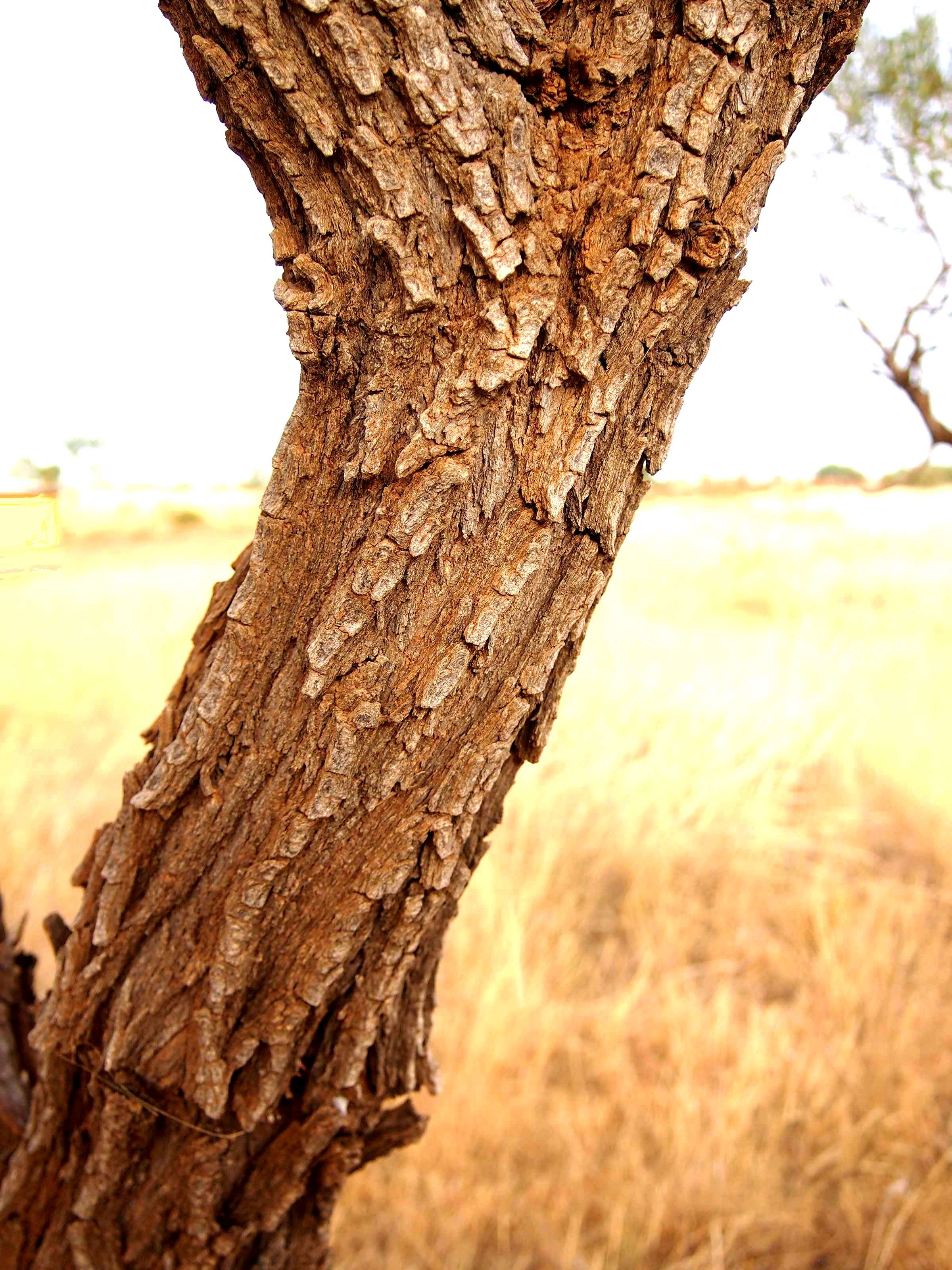 Image of Acacia hemignosta F. Muell.