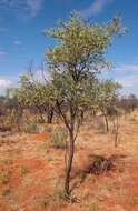 Image of Acacia hemignosta F. Muell.