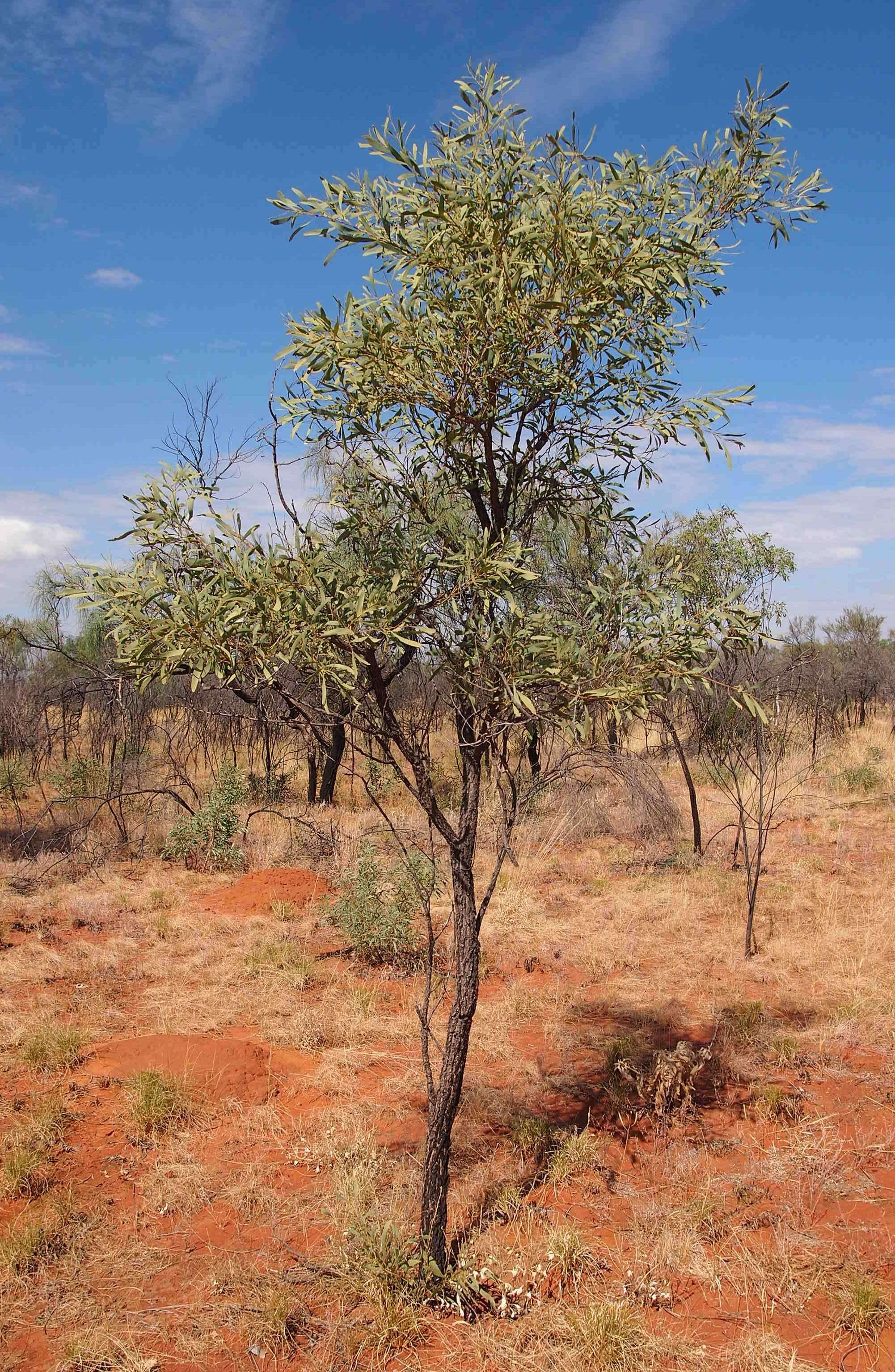 Image of Acacia hemignosta F. Muell.