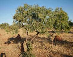 Image of Acacia hemignosta F. Muell.