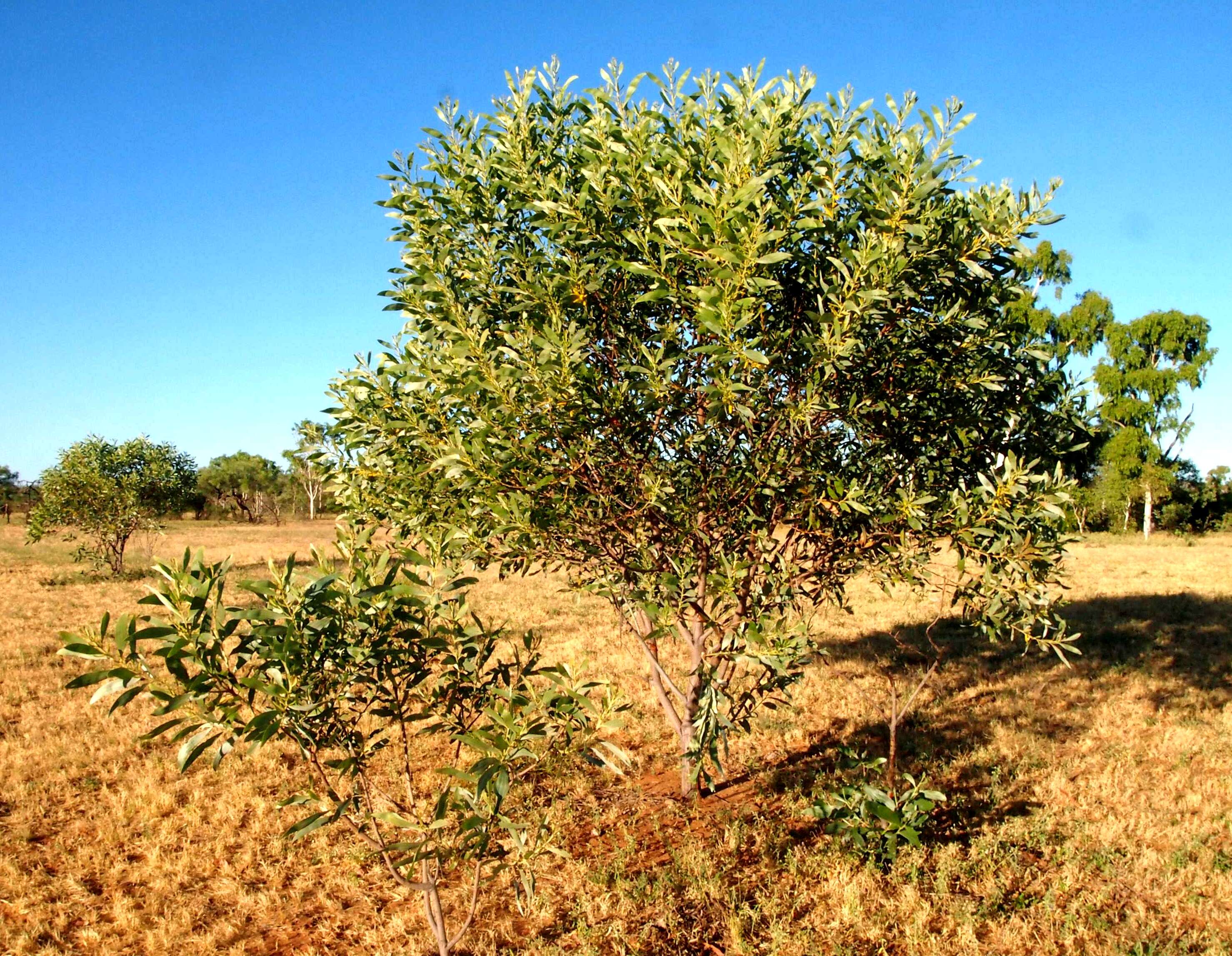 Image of Acacia colei Maslin & L. A. J. Thomson