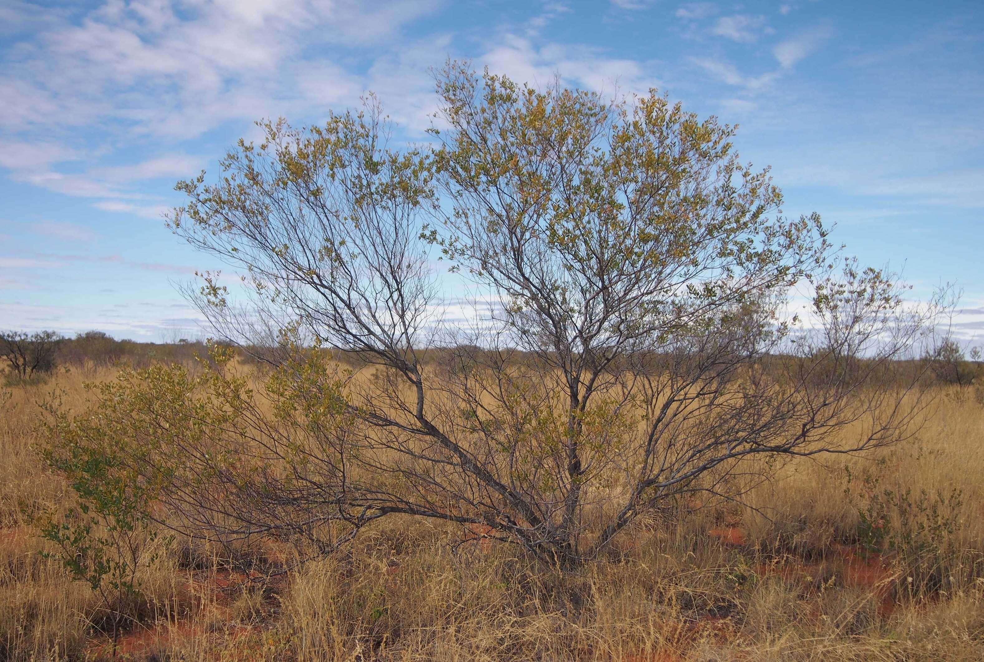 Image de Acacia melleodora Pedley