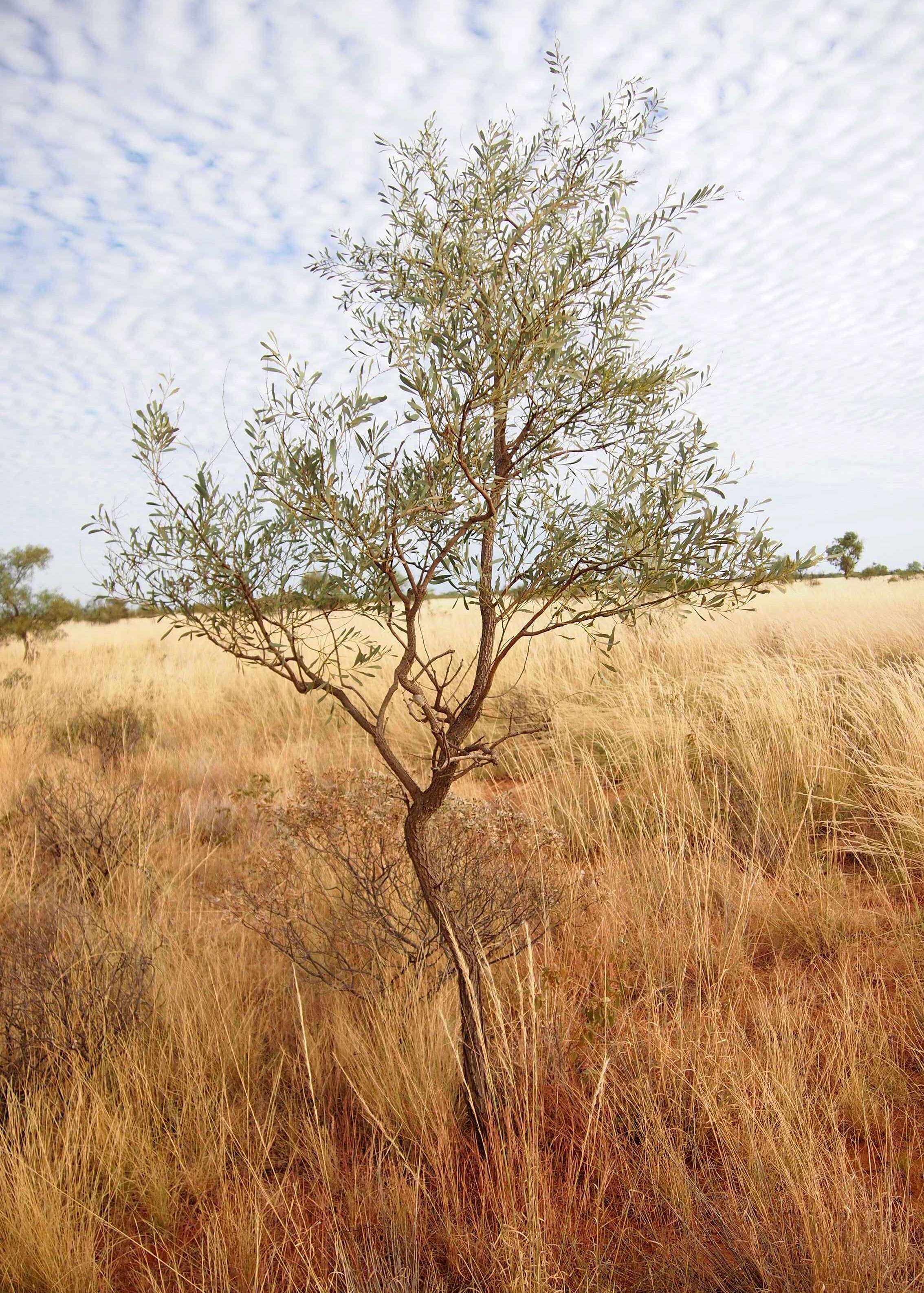 Image of Acacia hemignosta F. Muell.