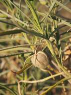 Imagem de Eremophila gilesii F Muell.