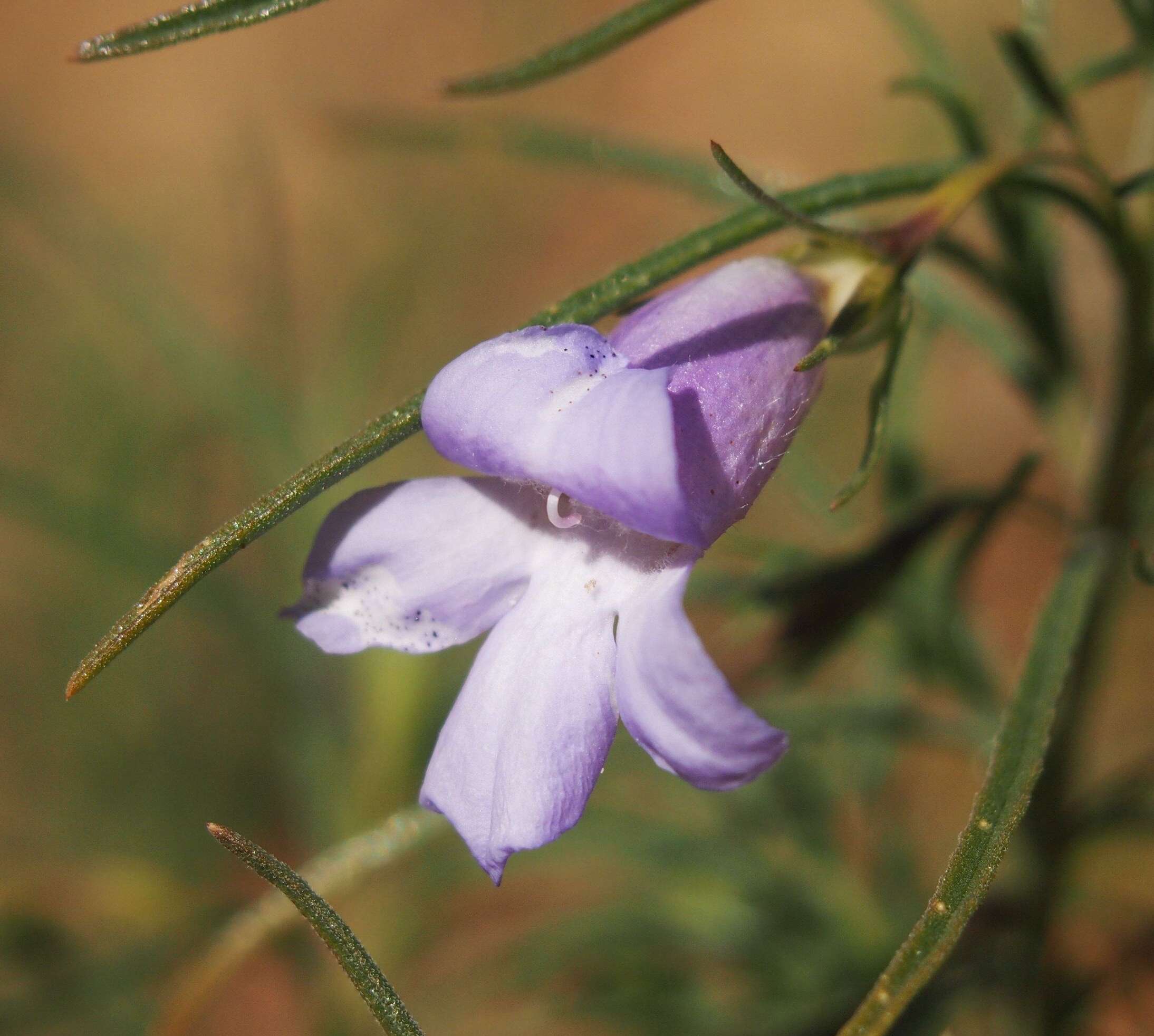 Imagem de Eremophila gilesii F Muell.