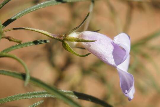 Imagem de Eremophila gilesii F Muell.