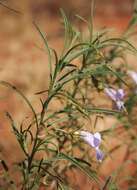 Imagem de Eremophila gilesii F Muell.