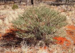 Imagem de Eremophila gilesii F Muell.