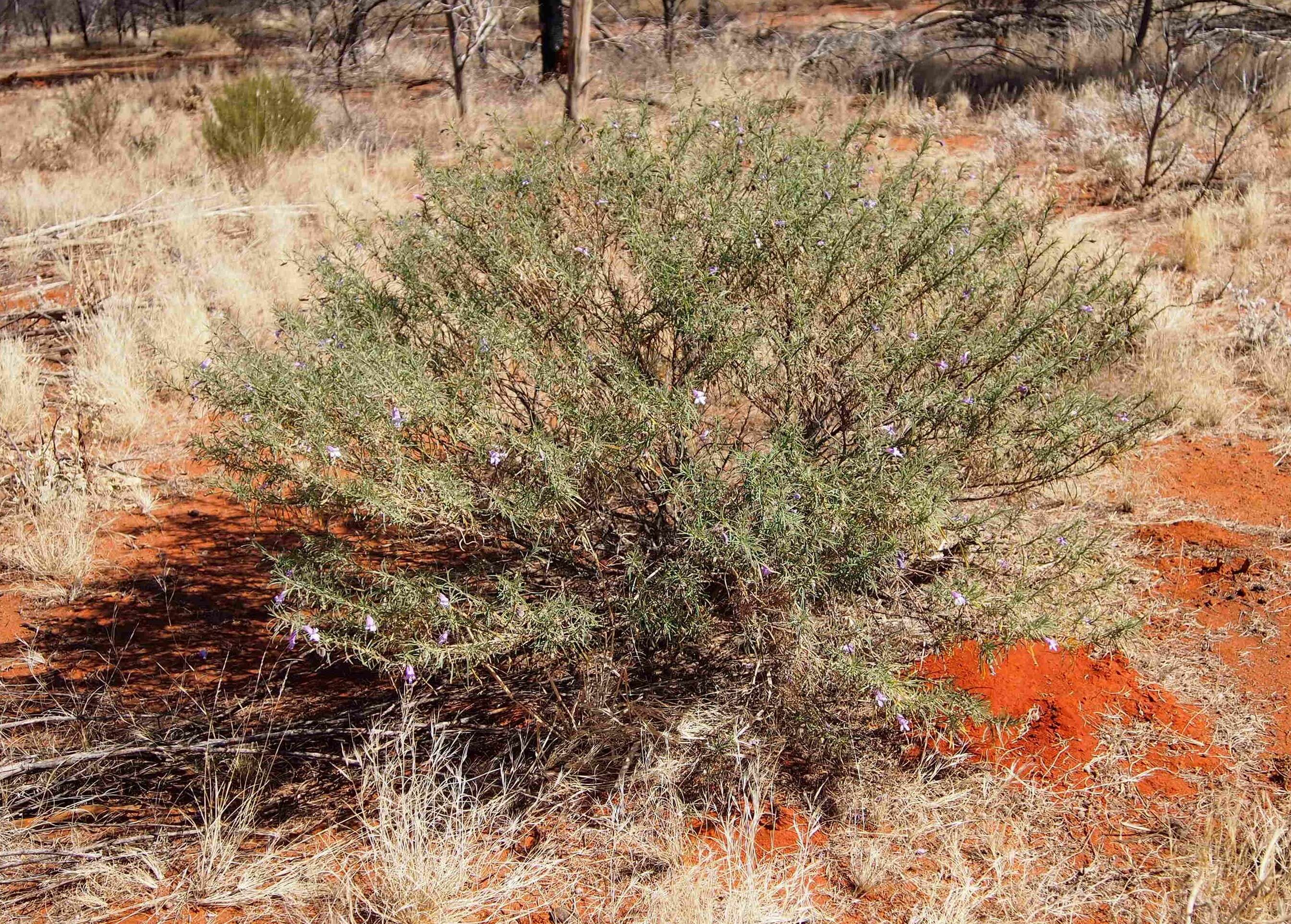 Imagem de Eremophila gilesii F Muell.