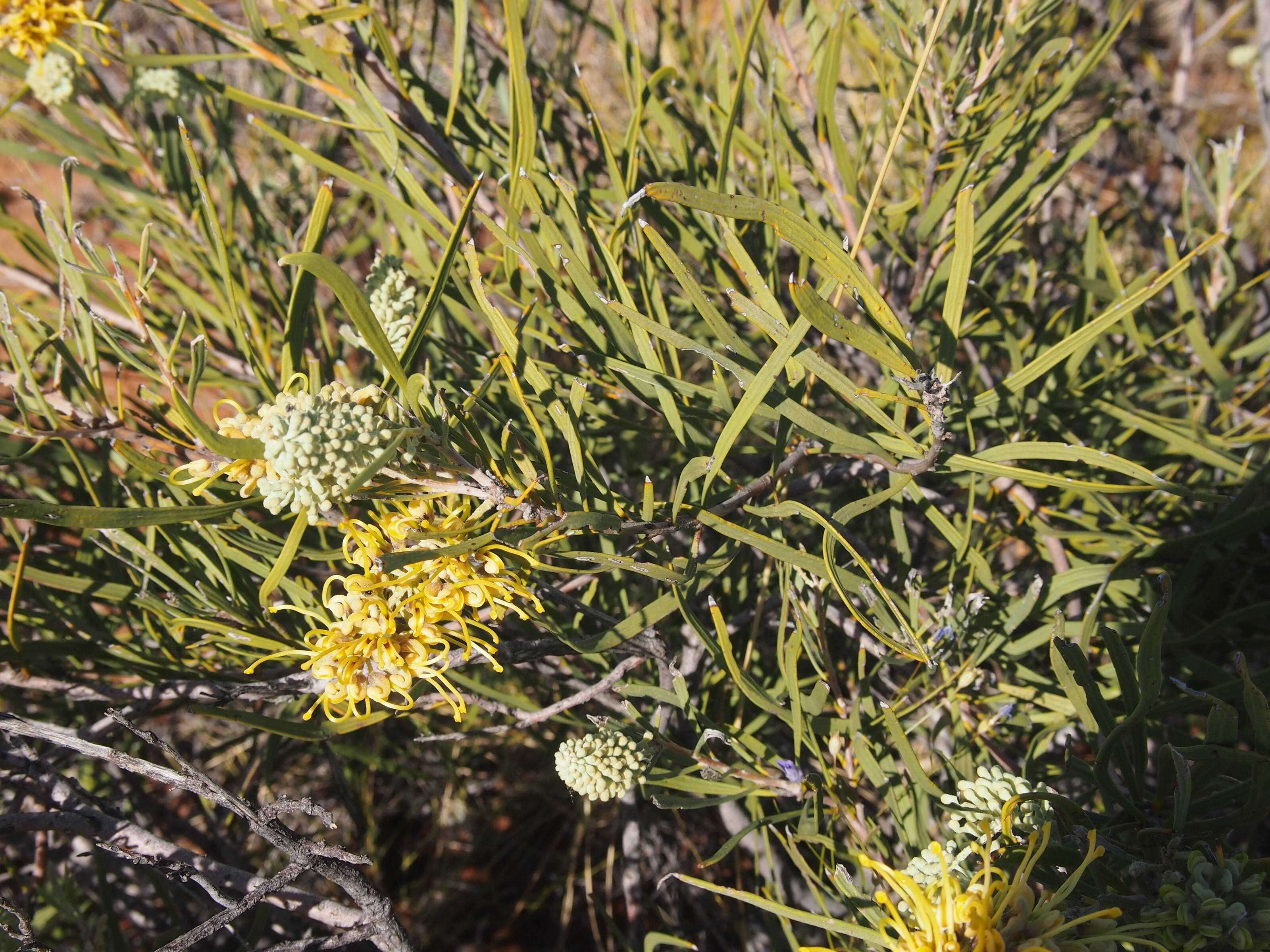 Image of Hakea macrocarpa A. Cunn. ex R. Br.