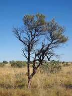 Image of Hakea macrocarpa A. Cunn. ex R. Br.