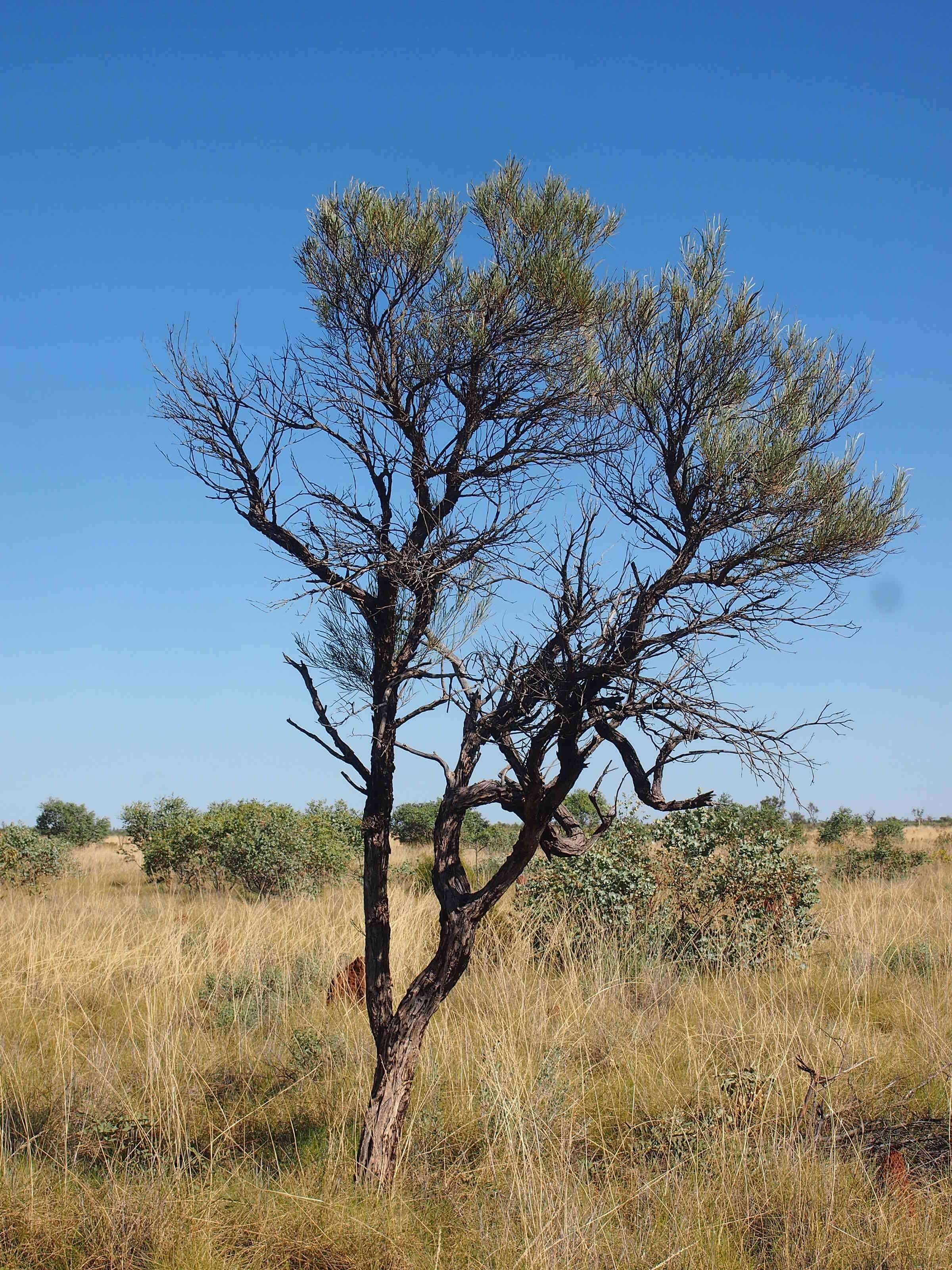 Image of Hakea macrocarpa A. Cunn. ex R. Br.