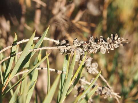 Image de Melaleuca dissitiflora F. Müll.