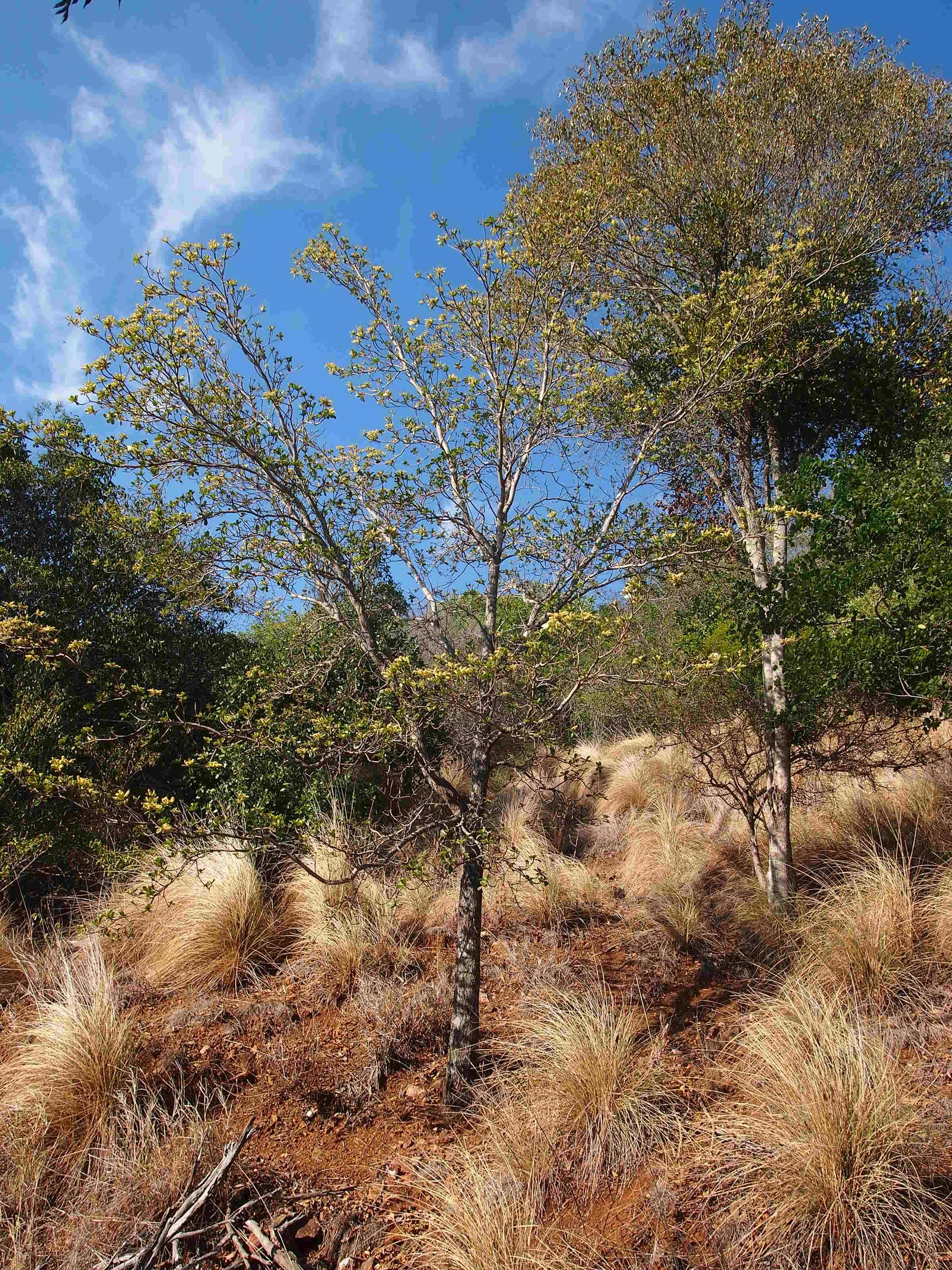 Image de Terminalia porphyrocarpa F. Müll. ex Benth.