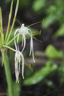 Image of beach spiderlily