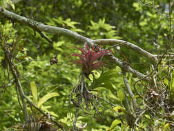 Imagem de Tillandsia brachycaulos Schltdl.