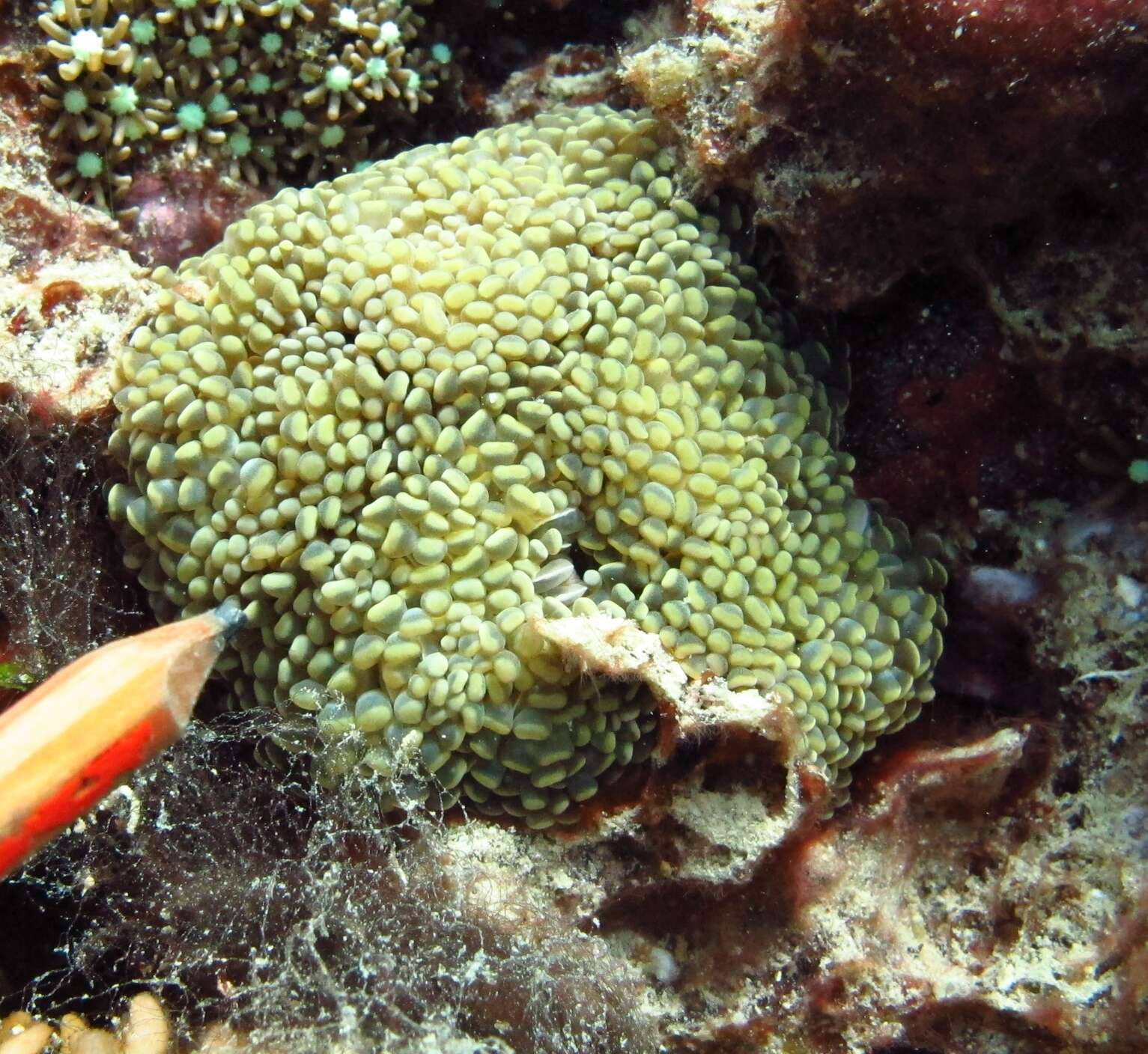 Imagem de Euphyllia cristata Chevalier 1971