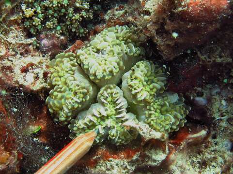 Imagem de Euphyllia cristata Chevalier 1971