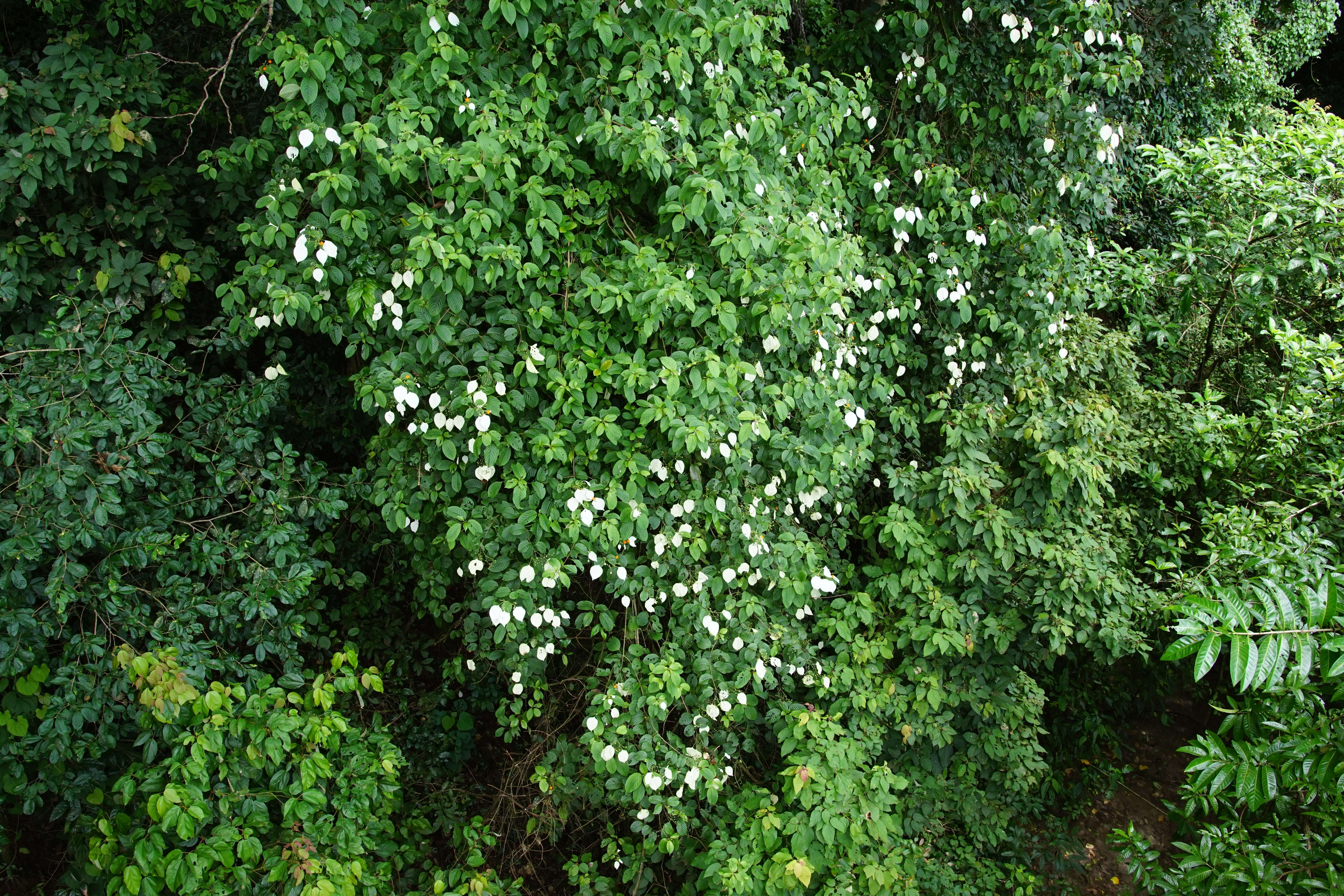 Image of White flag bush